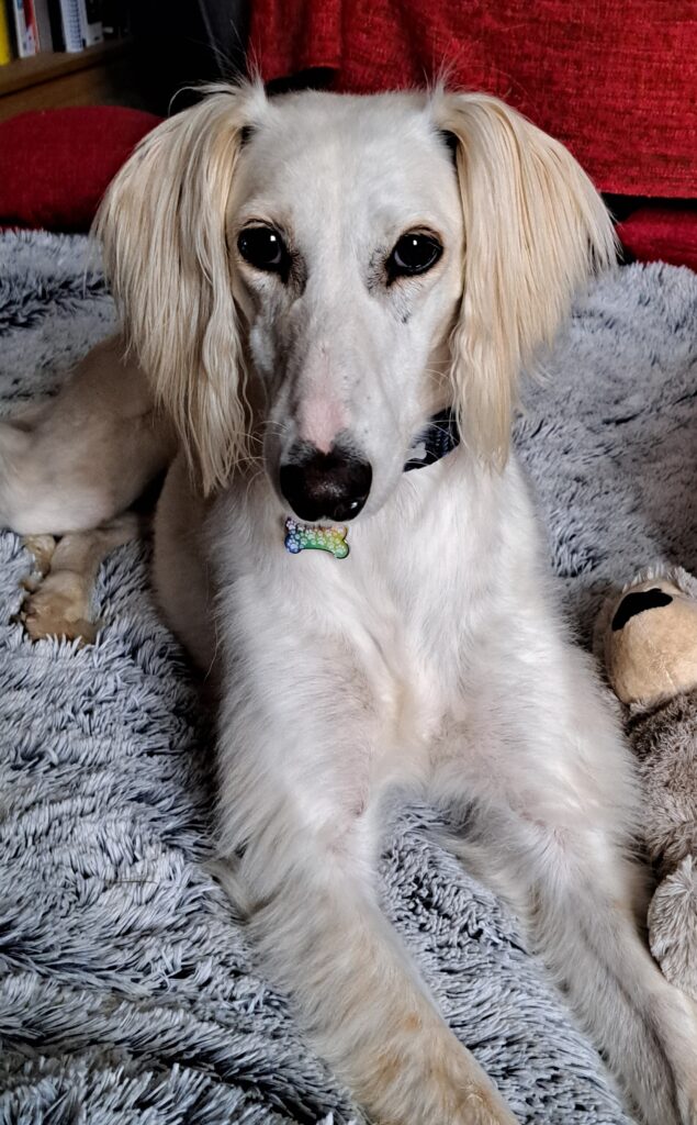 Suzi Saluki